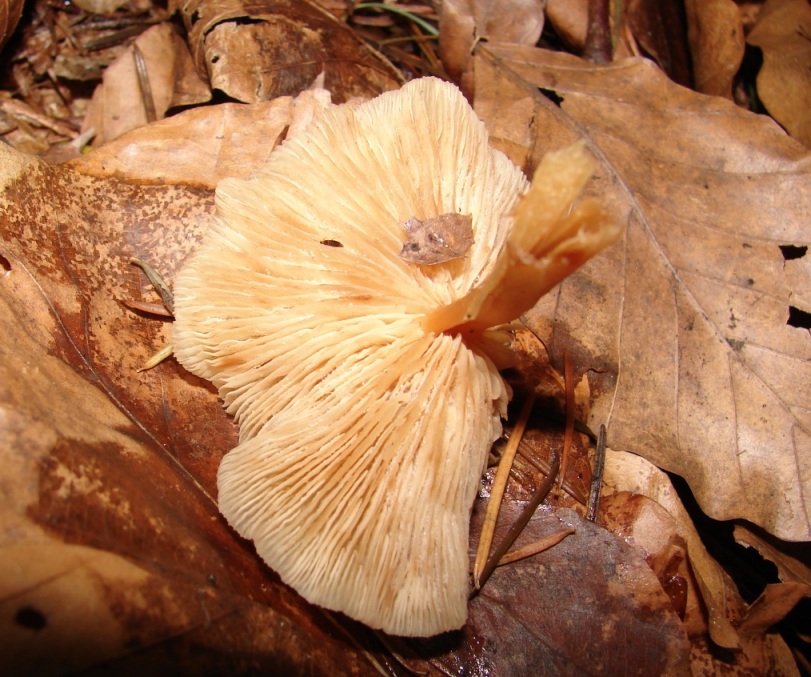 altri funghi dalla Foresta nera...